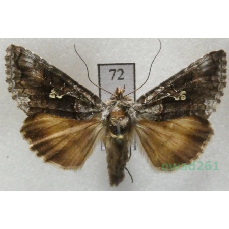 Syngrapha interrogationis (Linnaeus, 1758) Czech72
